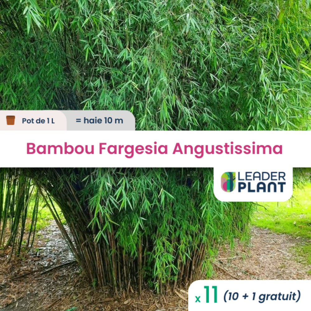  11 X Bambou Fargesia Angustissima En Pot De 1 L