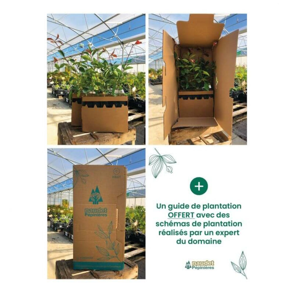  Kit Haie Plein Sud - 10 Jeunes Plants - 10 Jeunes Plants : Taille 20/40cm