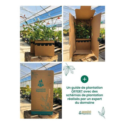  Kit Haie Plein Sud - 10 Jeunes Plants - 10 Jeunes Plants : Taille 20/40cm