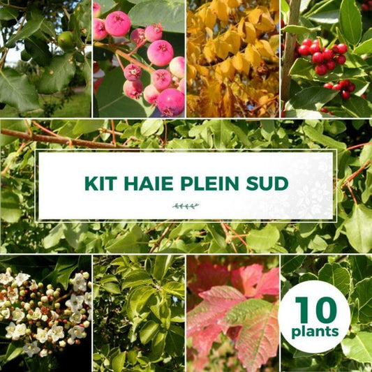  Kit Haie Plein Sud - 10 Jeunes Plants - 10 Jeunes Plants : Taille 20/40cm