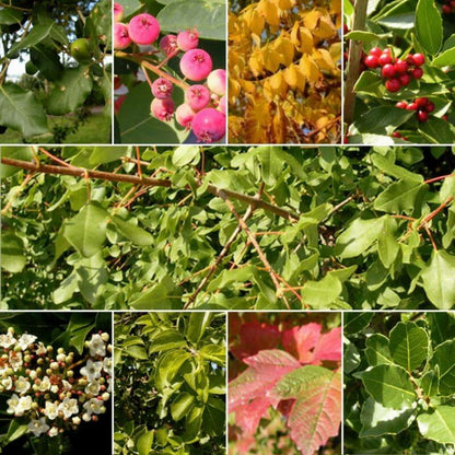  Kit Haie Plein Sud - 10 Jeunes Plants - 10 Jeunes Plants : Taille 20/40cm