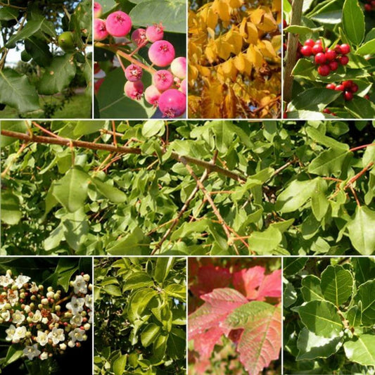  Kit Haie Plein Sud - 10 Jeunes Plants - 10 Jeunes Plants : Taille 20/40cm