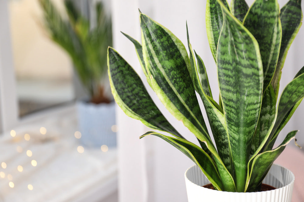  Sansevieria Black Coral - Langue De Belle-mère - Plantes D’intérieur - 20-30 Cm De Haut - Pot 12 Cm