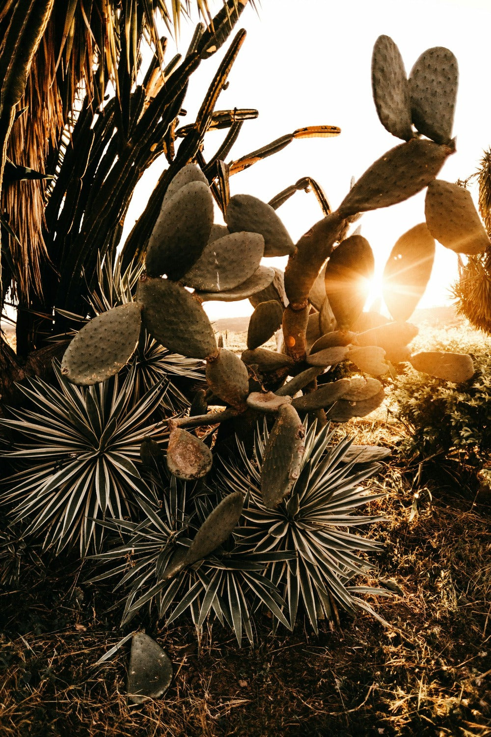  Cactus / Euphorbia 50/100cm