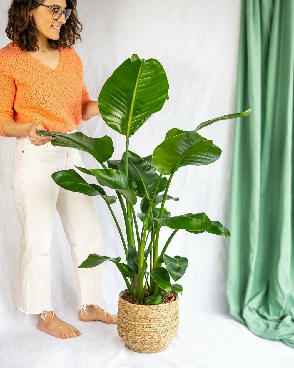  Grand Strelitzia Nicolai 100cm - Plante D'intérieur