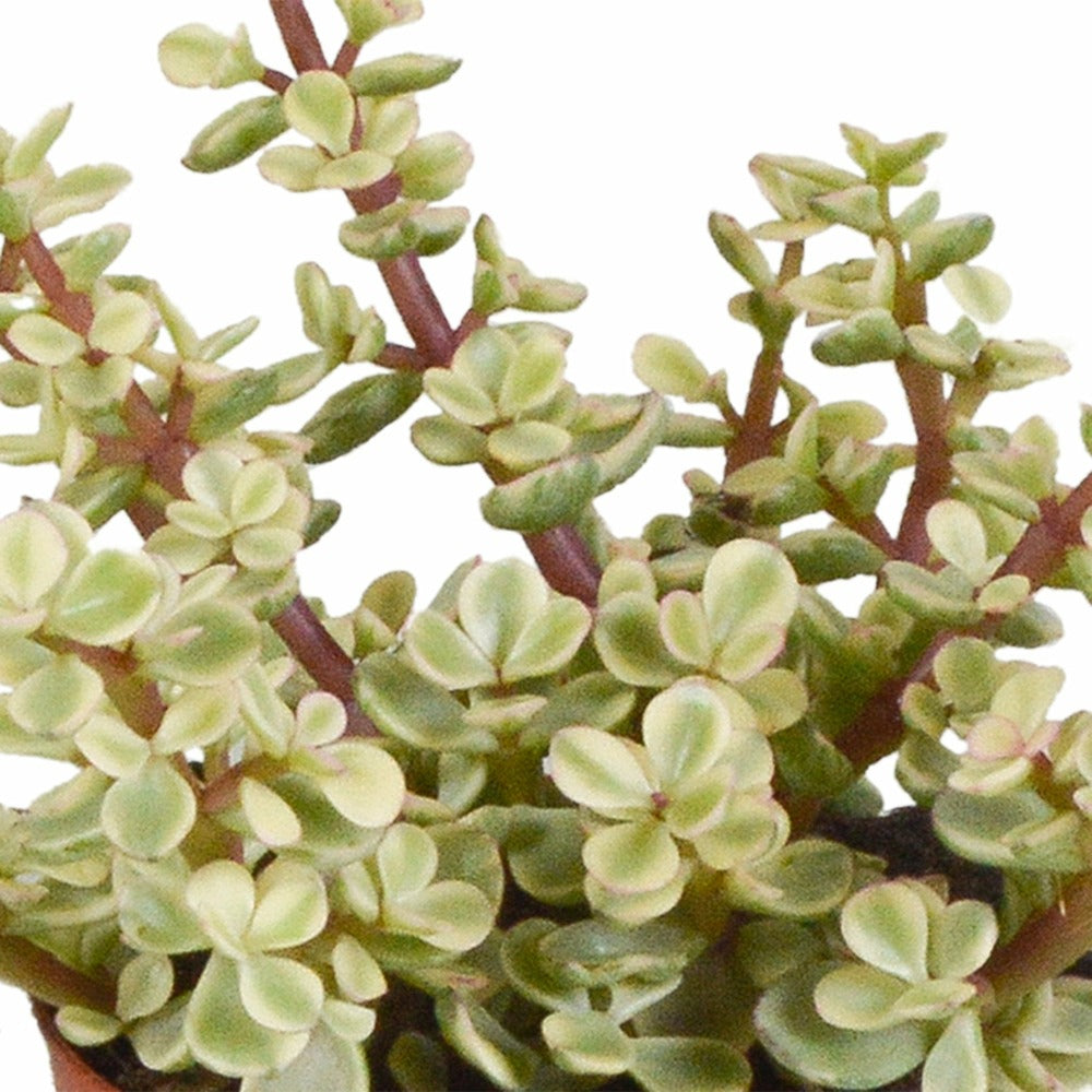  Coffret Crassula Et Ses Caches-pots Terracotta - Lot De 3 Plantes, H18cm