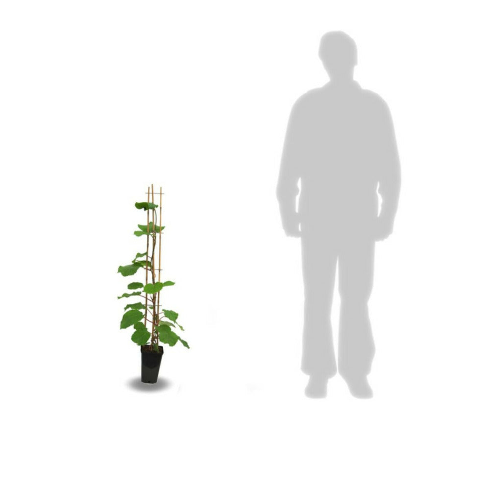  Kiwi Deliciosa 'herma' (autofertile)/[-]pot De 1,5l - Tuteur Bambou 30/60 Cm
