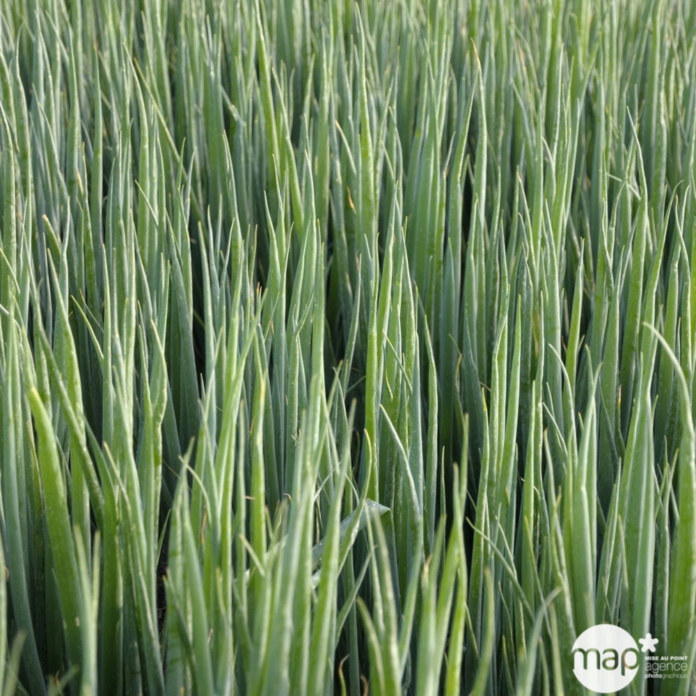  Plant De Ciboule De Chine Bio : En Godet