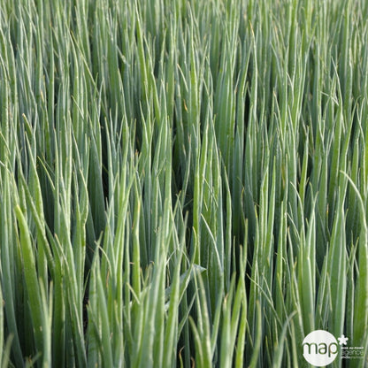  Plant De Ciboule De Chine Bio : En Godet