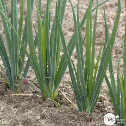  Plant De Ciboule De Chine Bio : En Godet