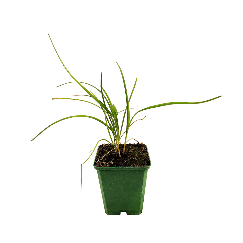  Plant De Ciboule De Chine Bio : En Godet
