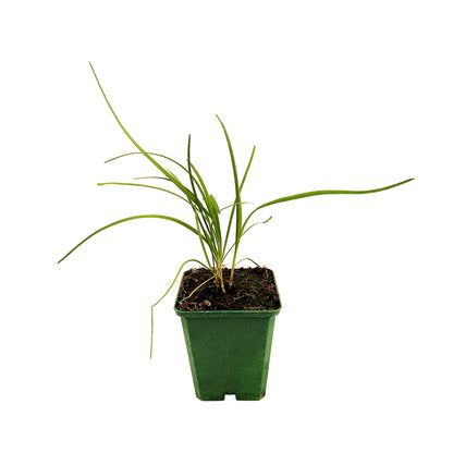  Plant De Ciboule De Chine Bio : En Godet