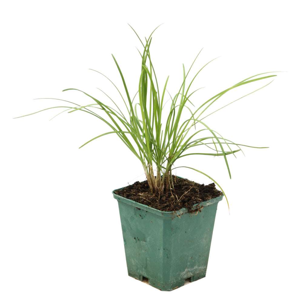  Plant De Ciboule De Chine Bio : En Godet