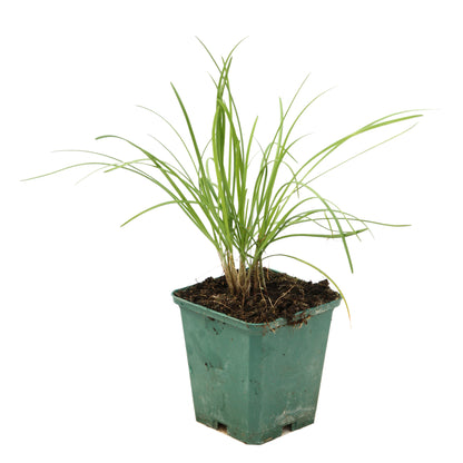  Plant De Ciboule De Chine Bio : En Godet