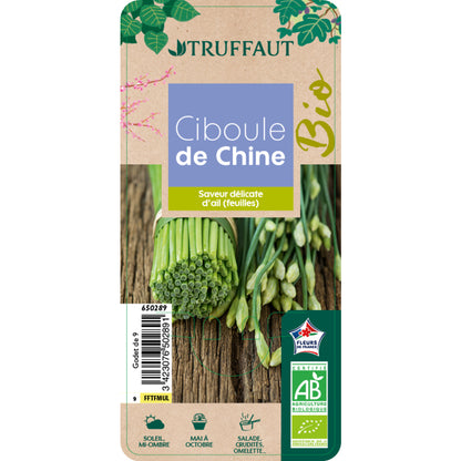  Plant De Ciboule De Chine Bio : En Godet