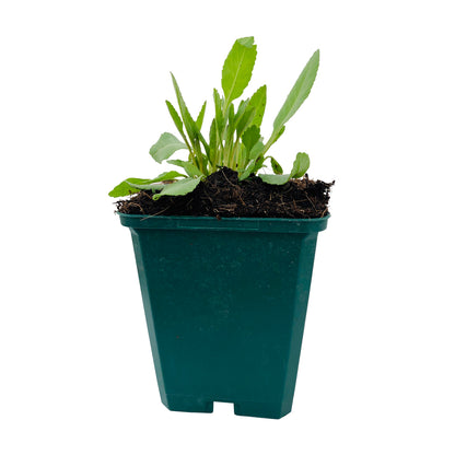  Plant De Menthe Coq Bio : En Godet