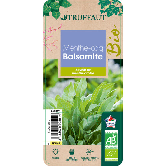  Plant De Menthe Coq Bio : En Godet