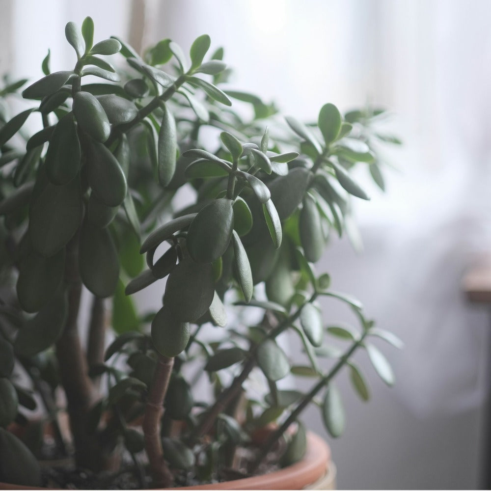  Arbre De Jade - Crassula Ovata 'minor' - Hauteur 30-35cm - ⌀17cm