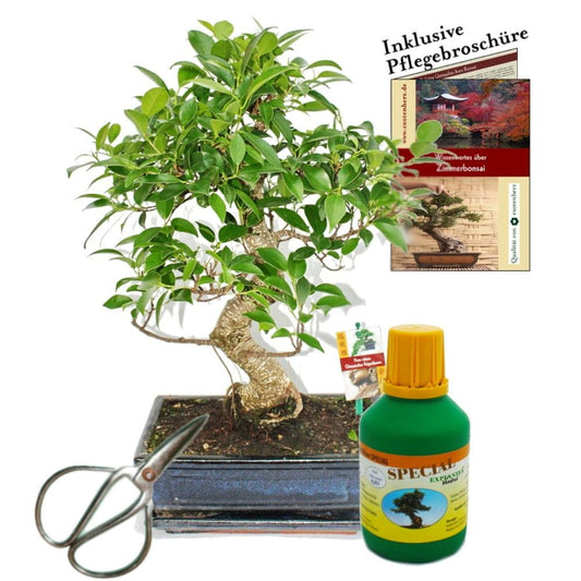 Bonsaï - Chin. Figuier - Ficus Retusa - Environ 10 Ans - Bol 25cm - Coffret Cadeau Avec Ciseaux Et Engrais