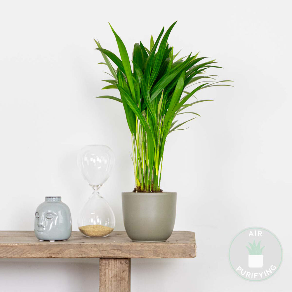  Dypsis Lutescens - Palmier Areca - Plantes D’intérieur - Hauteur 20-30 Cm - Pot 10,5 Cm