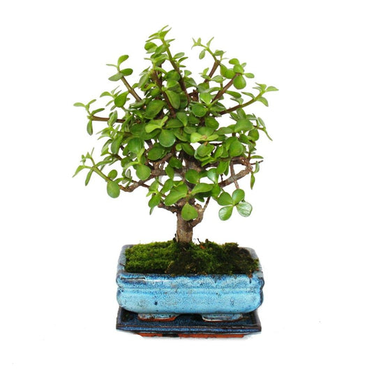  Bonsaï - Portulacaria Afra - Arbre De Jade - Arbre à éléphant D'afrique - Environ 4-5 Ans - Forme Sphérique