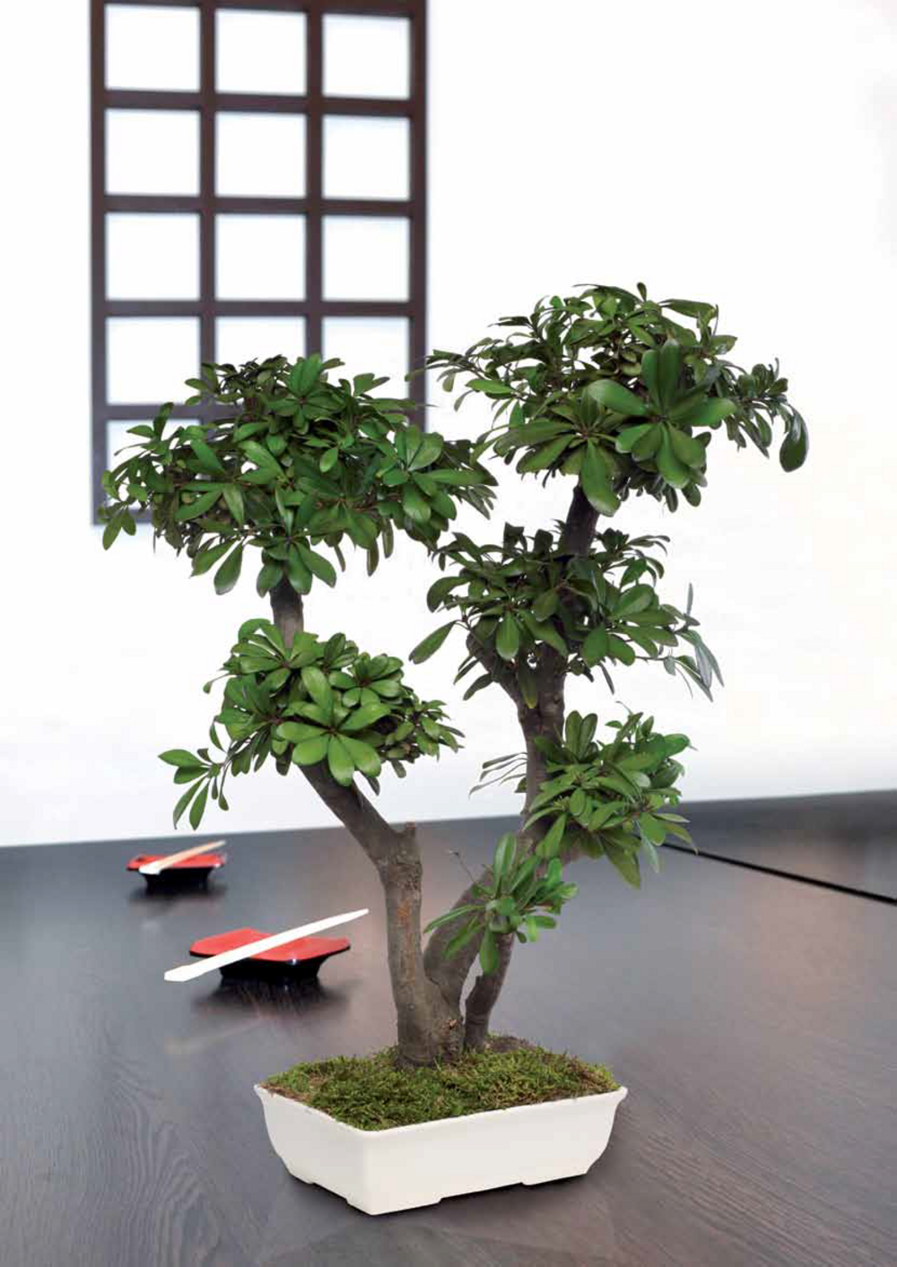  Bonsaï Tobira Naturel Stabilisé - Arbre Stabilisé - Plante D'intérieur - 50 Cm