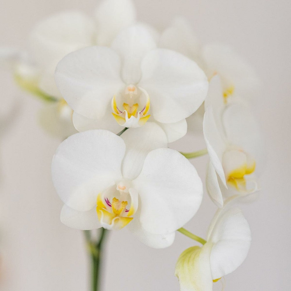  Orchidée Amabilis Et Succulente En Pot Décoratif Blanc