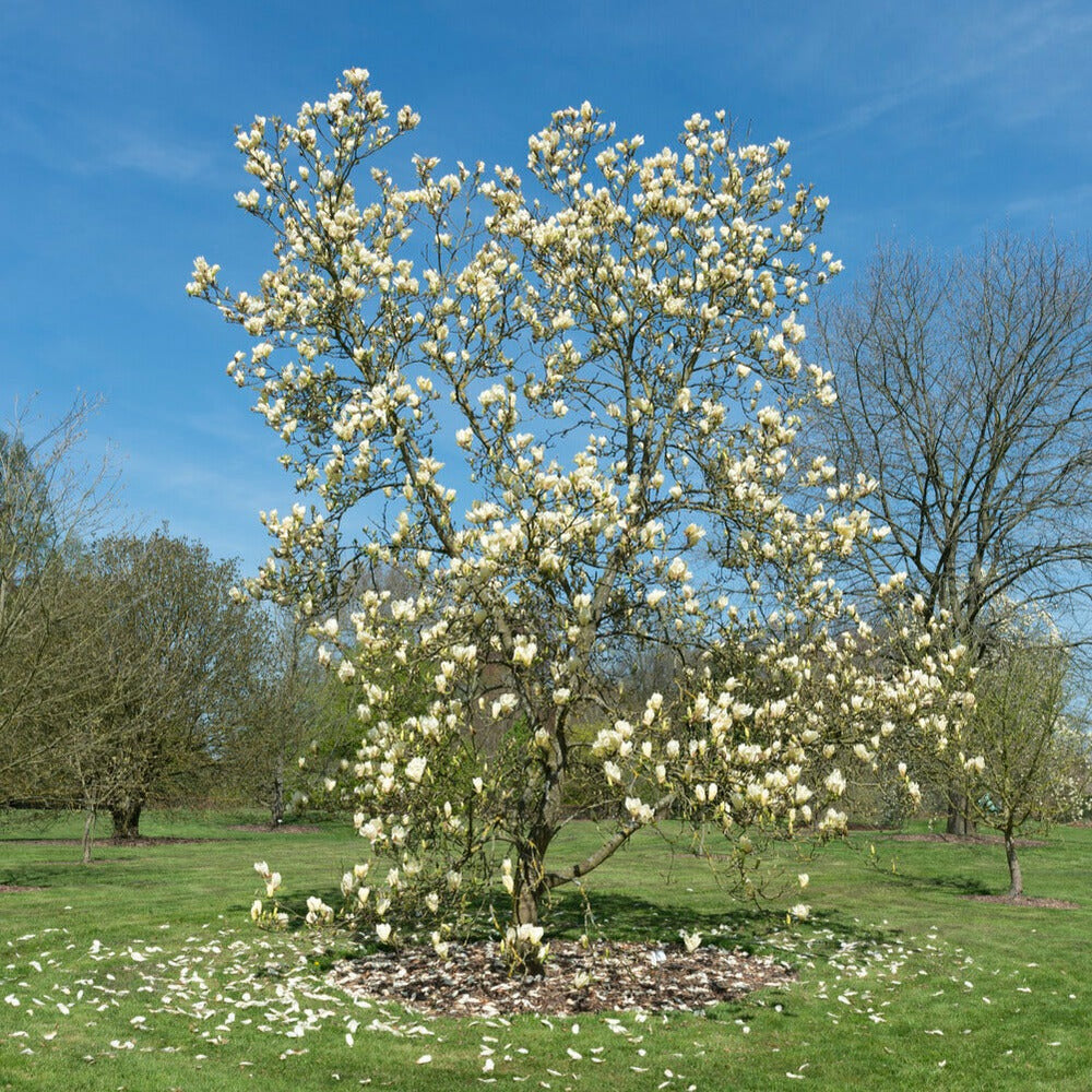  Magnolia Yellow Lantern - Le Pot / 2l / Hauteur Livrée 25-30cm