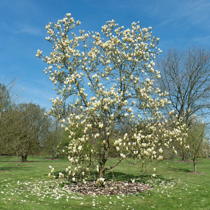  Magnolia Yellow Lantern - Le Pot / 2l / Hauteur Livrée 25-30cm