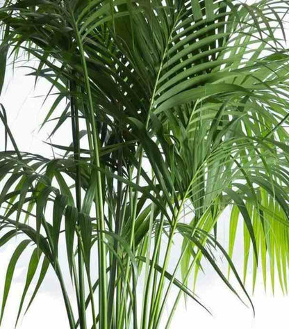  Howea Forsteriana (kentia) Pot De 25l - 200-225cm