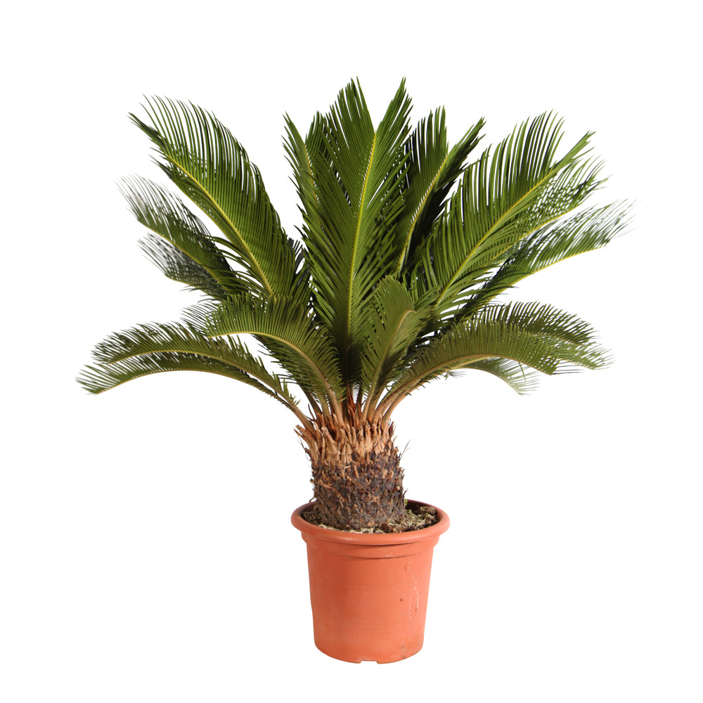  Cycas Revoluta:pot 6L