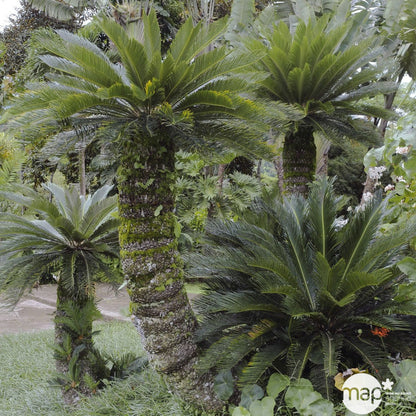  Cycas Revoluta:pot 6L