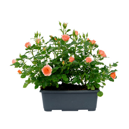  Rosier En Jardinière De 40 Cm