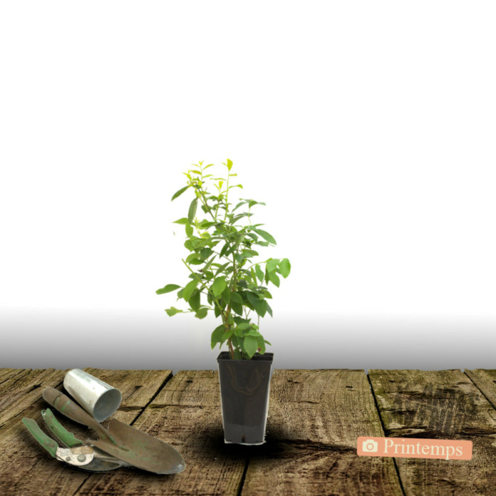  Myrtille Patriot/[-]pot De 1,5l - 20/50 Cm