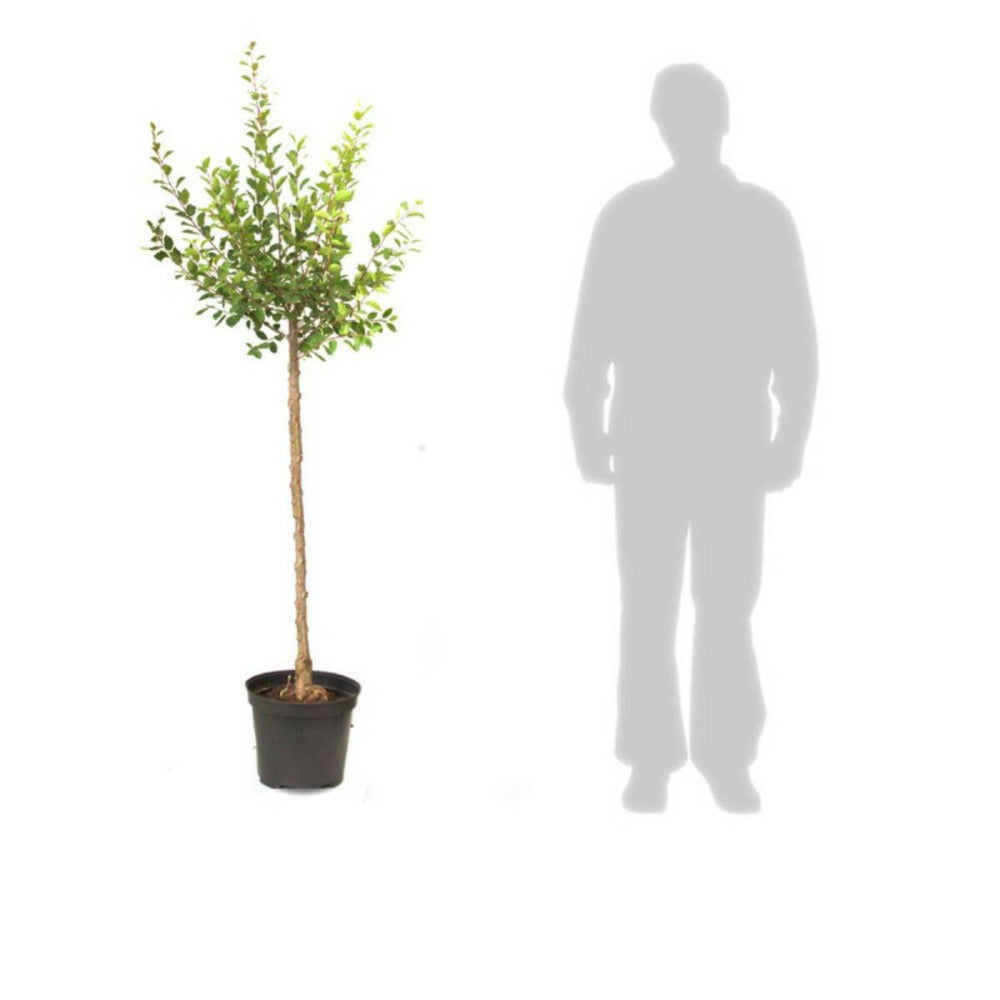 Cerisier Griotte Montmorency/[-]pot De 15l - 1/2 Tige - 150/175 Cm