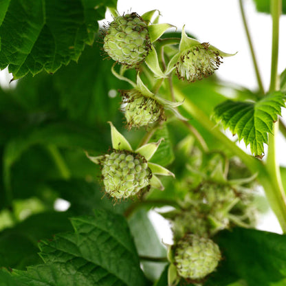  Framboisier 'Versailles' : Pot De 5 Litres