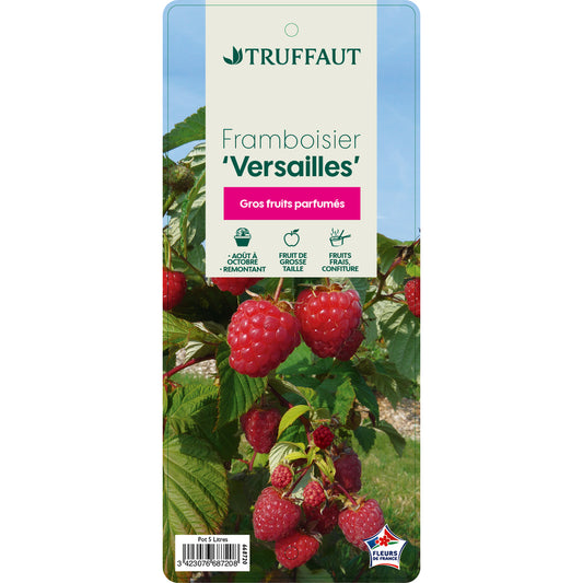  Framboisier 'Versailles' : Pot De 5 Litres