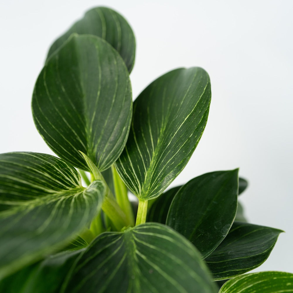  Plante Verte - Philodendron 'white Wave' - Hauteur 25-40cm - ⌀12cm
