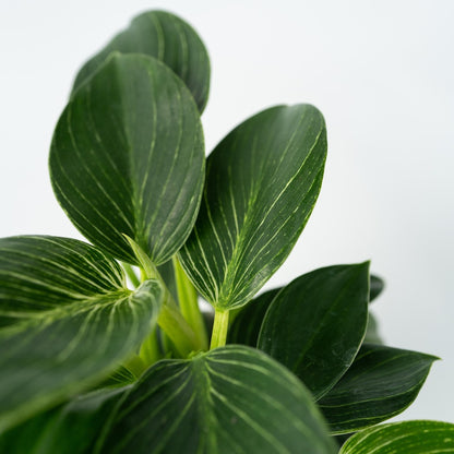  Plante Verte - Philodendron 'white Wave' - Hauteur 25-40cm - ⌀12cm