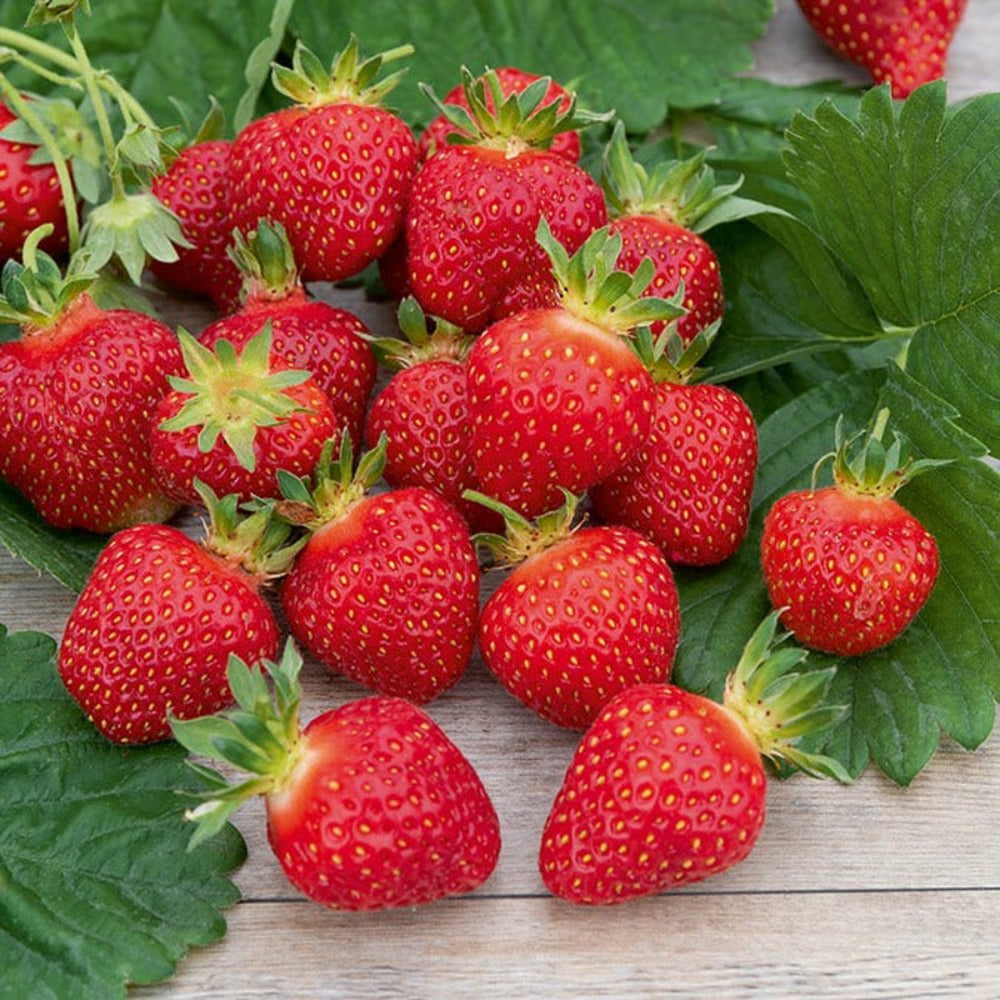  Fraisier Rubis Des Jardins - Le Paquet De 20 Plants En Racines Nues