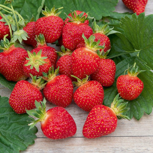  Fraisier Rubis Des Jardins - Le Paquet De 20 Plants En Racines Nues