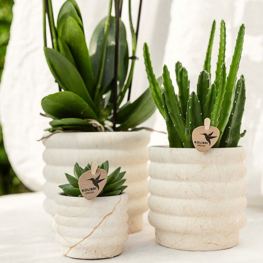  Plante Phalaenopsis Orchidee Et Succulent Avec Pot Céramique