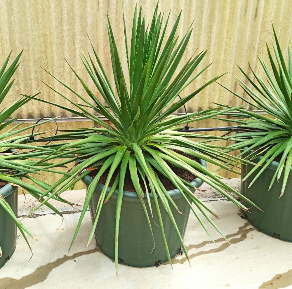  Dracaena Draco (dragonnier Des Canaris) Pot De 65l 100/125cm