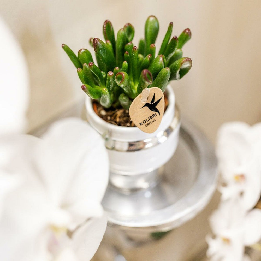  Verts Colibri | Lot De 2 Plantes Rhipsalis En Pots Décoratifs Argentés Le Chic - Pot Céramique Taille 9cm
