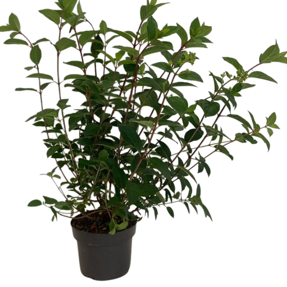  Hortensia Paniculata Sundae Fraise - Hydrangea Paniculata Sundae Fraise Pot 3l