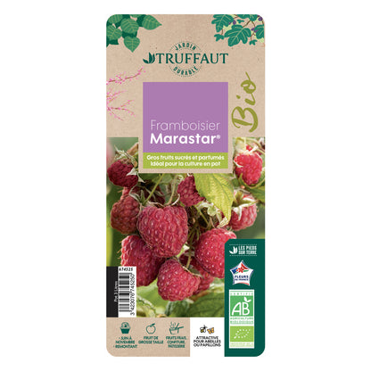  Framboisier 'Marastar®' (MA 2920) Bio : Pot De 3 Litres