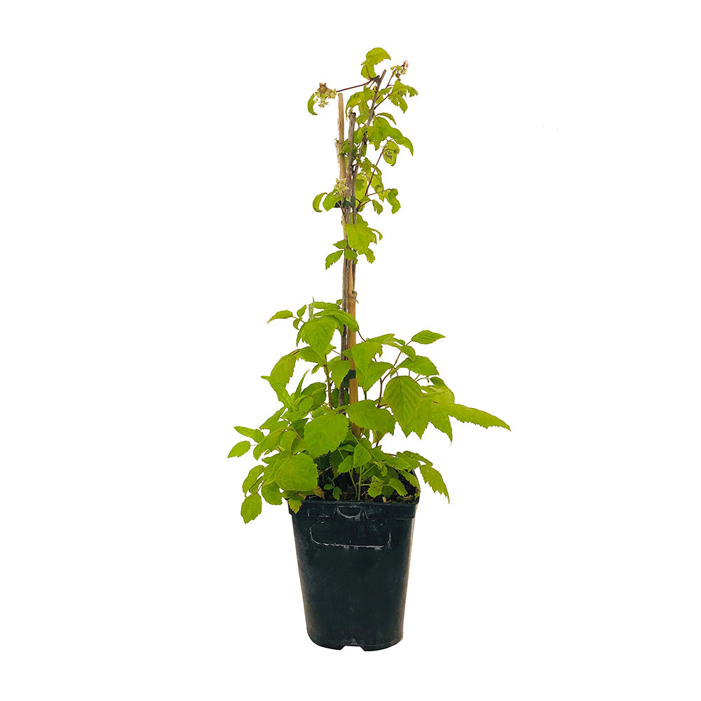  Framboisier 'Marastar®' (MA 2920) Bio : Pot De 3 Litres