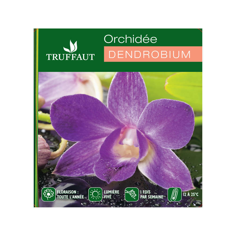  Orchidée Dendrobium Nobilé 1 Tige - Pot D.12 Cm