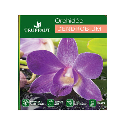  Orchidée Dendrobium Nobilé 1 Tige - Pot D.12 Cm