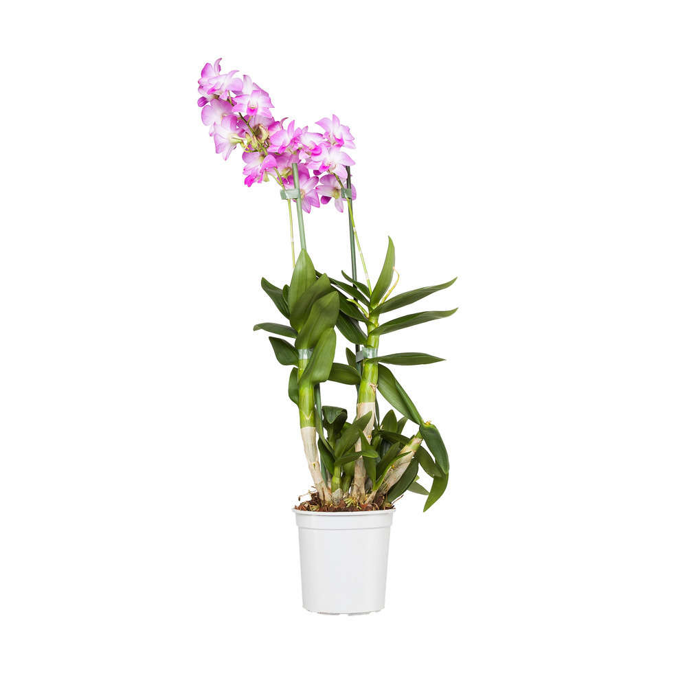  Orchidée Dendrobium Nobilé 1 Tige - Pot D.12 Cm